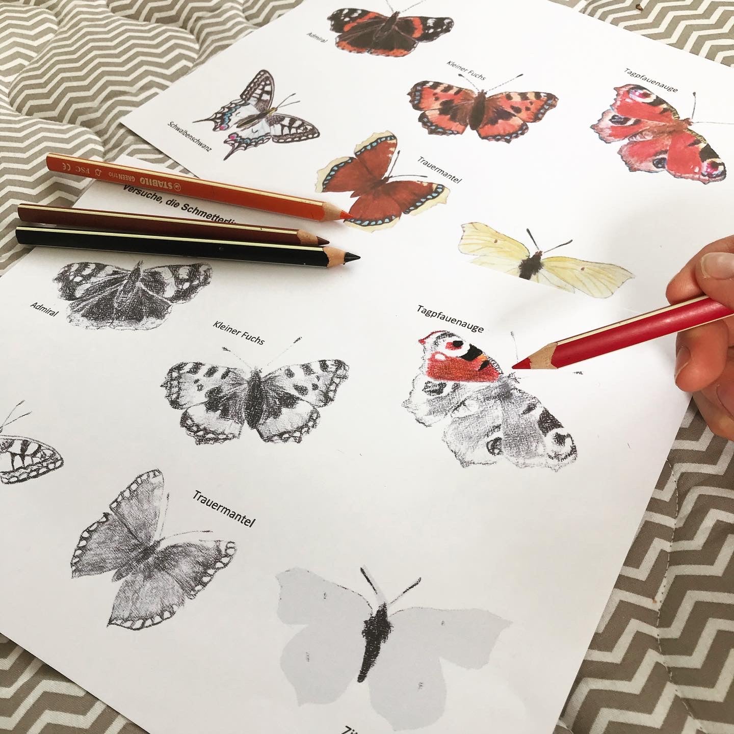 Schmetterlinge - DIY Paket rund um unsere heimischen Schmetterlinge