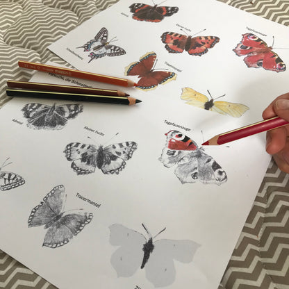 PDF: heimische Schmetterlinge