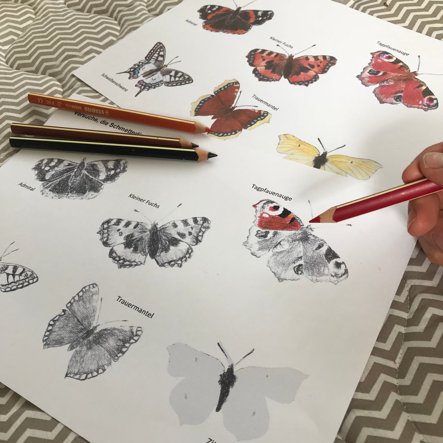 Schmetterlinge - DIY Paket rund um unsere heimischen Schmetterlinge