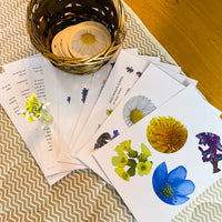 PDF: Wiesenblumen im Frühling